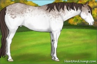 Horse Color:White Spotted Classic Champagne Appaloosa