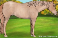 Horse Color:Gold Champagne Roan 