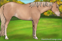 Horse Color:Gold Champagne Rabicano