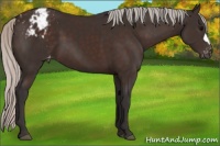 Horse Color:Silver Brown Appaloosa