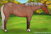 Horse Color:Silver Bay Roan