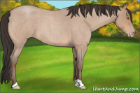 Horse Color:Amber Champagne Roan 