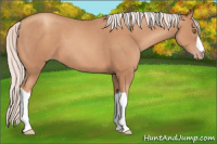 Horse Color:Silver Sable Champagne 