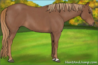 Horse Color:Red Roan 
