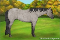 Horse Color:Smoky Grullo Roan 