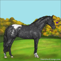 Horse Color:Blue Roan Snowflake Varnish