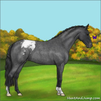 Horse Color:Blue Roan Varnish 