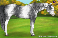 Horse Color:White Spotted Blue Roan Splash Snowflake Varnish 
