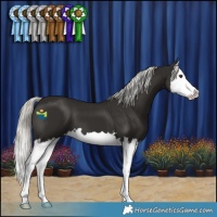 Horse Color:Liver Chestnut Mushroom Splash 