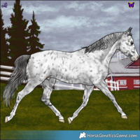 Horse Color:Blue Roan Appaloosa 
