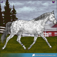 Horse Color:Blue Roan Appaloosa