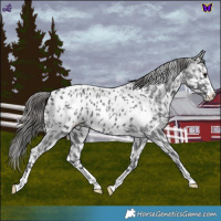 Horse Color:Blue Roan Appaloosa 