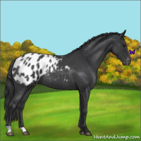 Horse Color:Blue Roan Appaloosa 