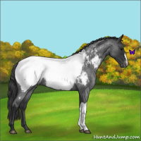 Horse Color:Blue Roan Appaloosa 
