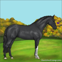 Horse Color:Blue Roan 