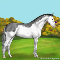 Horse Color:Blue Roan Splash 