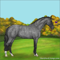 Horse Color:Blue Roan Snowflake Varnish