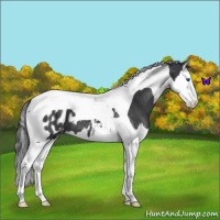 Horse Color:Blue Roan Splash Tobiano Blanket 