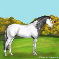 Horse Color:Blue Roan Splash Frame Appaloosa 