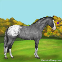Horse Color:Blue Roan Splash Appaloosa 