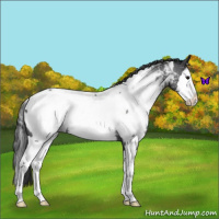 Horse Color:White Spotted Blue Roan Splash Appaloosa 