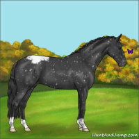 Horse Color:Blue Roan Snowcap 