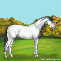 Horse Color:Black Tobiano Frame Appaloosa 