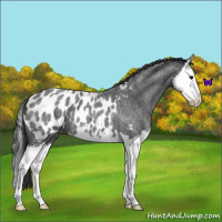Horse Color:Blue Roan Splash Appaloosa 