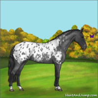 Horse Color:Blue Roan Near Leopard 