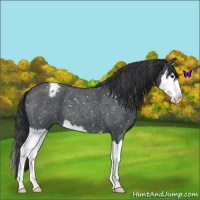 Horse Color:Blue Roan Splash Snowflake Varnish 