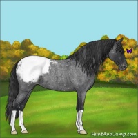 Horse Color:Blue Roan Appaloosa 