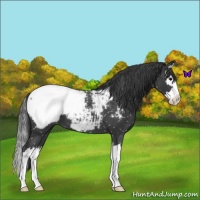Horse Color:Blue Roan Splash Snowcap 