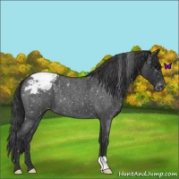 Horse Color:Blue Roan Snowcap 