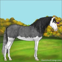 Horse Color:Blue Roan Splash Snowflake Varnish 