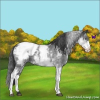 Horse Color:White Spotted Blue Roan Snowcap 