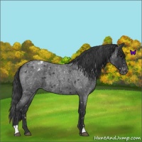 Horse Color:Blue Roan Snowflake Varnish 