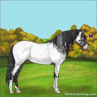 Horse Color:Blue Roan Near Fewspot 