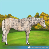 Horse Color:Platinum Chocolate Palomino Mushroom  and Palomino Appaloosa 