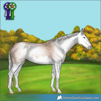 Horse Color:Gray Silver Amber Champagne Splash 