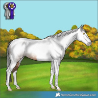Horse Color:Gray Sable Champagne Tobiano 