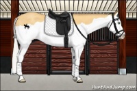 Horse Color:Silver Amber Cream Champagne Splash Rabicano