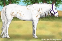 Horse Color:Silver Classic Cream Champagne Splash Tobiano Appaloosa Rabicano 