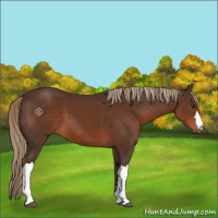 Horse Color:Liver Chestnut 