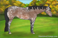 Horse Color:Brown Ice 
