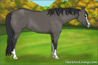 Horse Color:Grullo Sabino 
