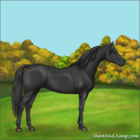 Horse Color:Black 