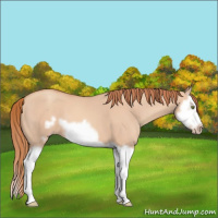Horse Color:Gold Champagne Dun Splash Frame 