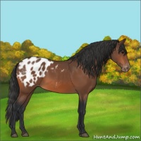 Horse Color:Bay Appaloosa 