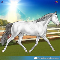 Horse Color:Blue Roan Snowflake Varnish