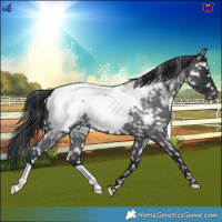 Horse Color:Blue Roan Snowcap 